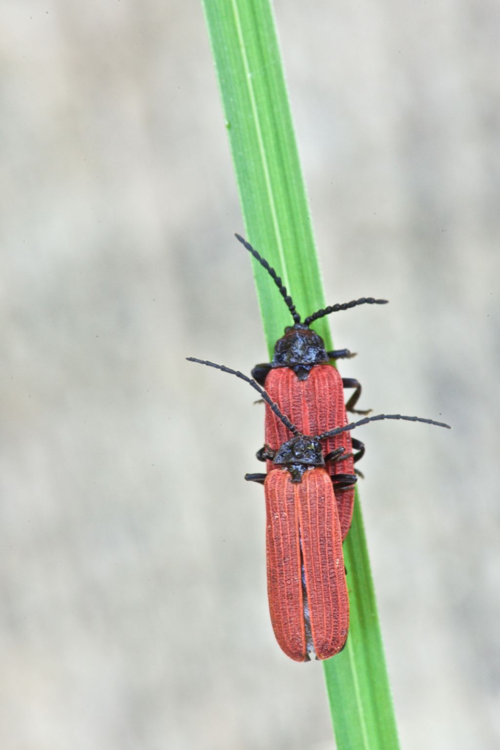 Coppia di Lycidae: Pyropterus nigroruber
